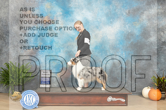 Miniature American Shepherd #5 sun Bjr Judge Jennifer Harper_JP_7214_Humble2023_HR3