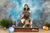 Miniature American Shepherd #6 Sun G3 Judge Steve Keating