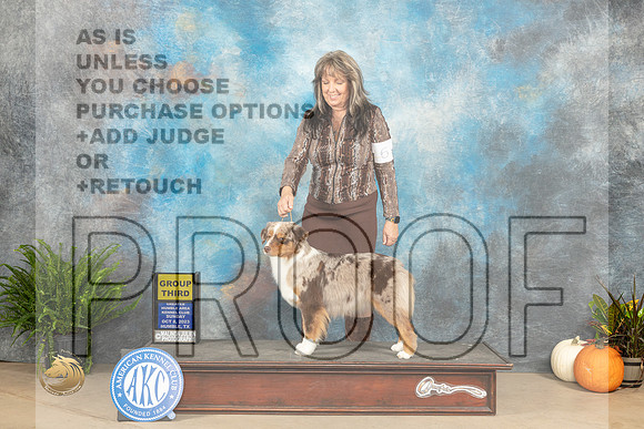 Miniature American Shepherd #6 Sun G3 Judge Steve Keating_JP_7492_Humble2023_HR3