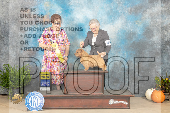 Norfolk Terrier #5 G3 SAT Judge Pamela Peat_JP_6683_Humble2023_HR3