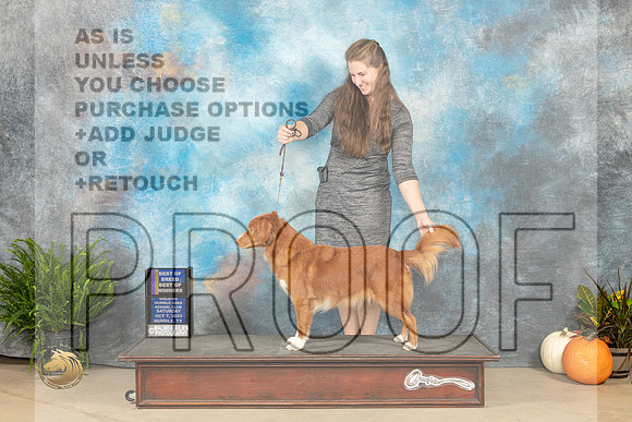 Nova Scotia Duck Tolling Retriever #3 BOBBOWWB Judge Kimbnerly Meredith_JP_6678_Humble2023_HR3