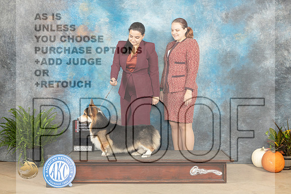 Pembroke Welsh Corgi # Sat  BOS gch maj _JP_7035_Humble2023_HR3