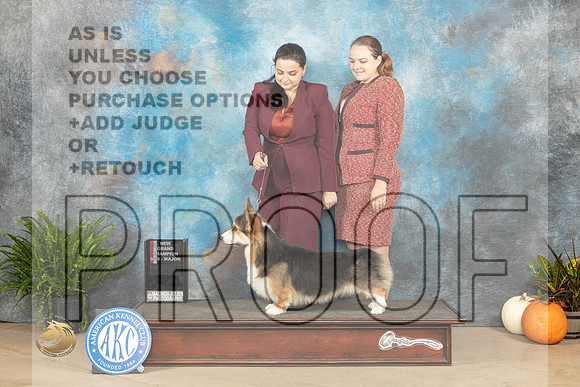 Pembroke Welsh Corgi # Sat  BOS gch maj _JP_7036_Humble2023_HR3