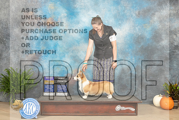 Pembroke Welsh Corgi #15 Sun WDBOWBOB Judge Kim Meredith_JP_7149_Humble2023_HR3