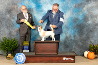 Portuguese Podengo Pequeno #6 Sat G3 Judge David Peat