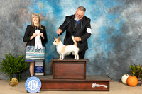 Portuguese Podengo Pequeno #6 Sun G4 Judge Angela Prickett