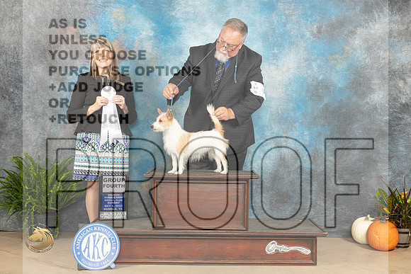 Portuguese Podengo Pequeno #6 Sun G4 Judge Angela Prickett_JP_7341_Humble2023_HR3