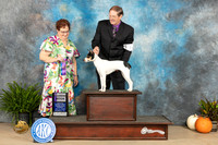 Rat Terrier #8 Sun WB Judge Pamela Peat