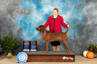 Redbone Coonhound #5 Sun BOBOHBOB Judge Steve Keating