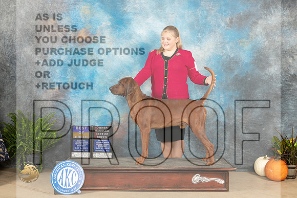Redbone Coonhound #5 Sun BOBOHBOB Judge Steve Keating_JP_7451_Humble2023_HR3