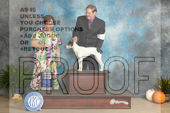 Rat Terrier #8 Sun WB Judge Pamela Peat_JP_7100_Humble2023_HR3