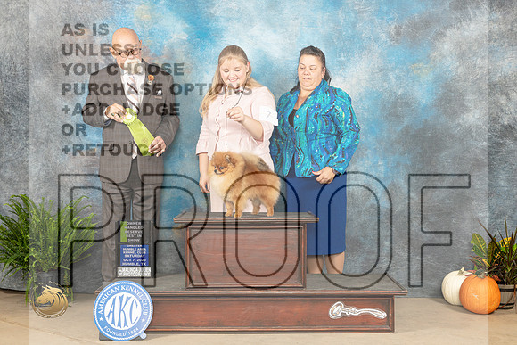 Pomeranian #7 Sat OHRBIS Judge David Peat_JP_6851_Humble2023_HR3