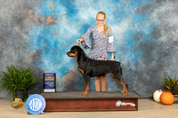 Rottweiler #16 Sun BOB Judge David Peat