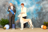 Saluki #15 Sat G1 Judge David Peat