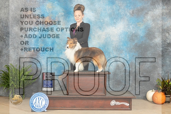 Shetland Sheepdog #? Sun BOSWDMCH Judge Kim Meredith_JP_7420_Humble2023_HR3