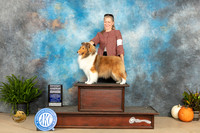 Shetland Sheepdog #18 Sun G4 Judge Steve Keating