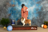 Shetland Sheepdog #24 Sun WBBOWM Judge Kim Meredith
