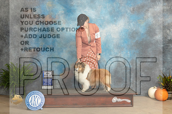Shetland Sheepdog #24 Sun WBBOWM Judge Kim Meredith_JP_7087_Humble2023_HR3