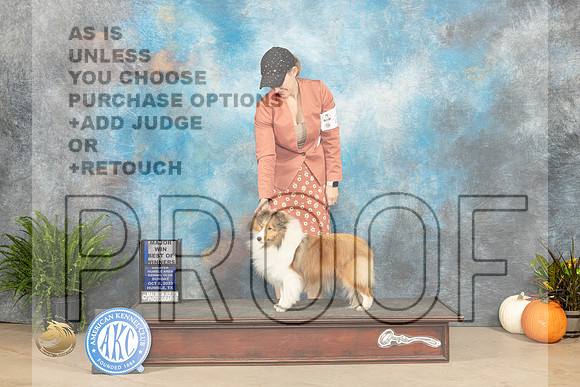 Shetland Sheepdog #24 Sun WBBOWM Judge Kim Meredith_JP_7088_Humble2023_HR3