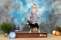 Shiba Inu #7 Sun WDBOW Judge Pamela Peat