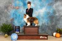 Shetland Sheepdog #? Sun BOSWDMCH Judge Kim Meredith