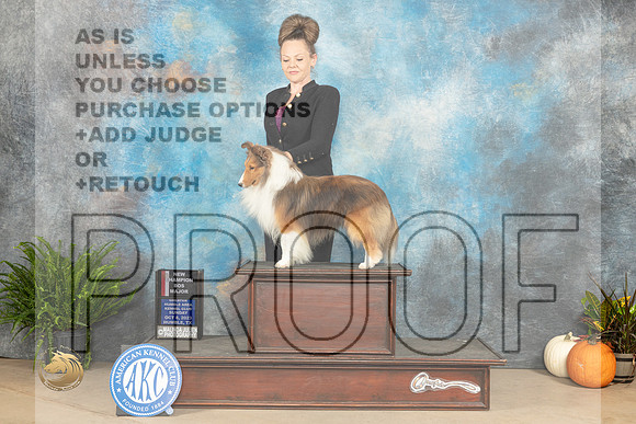 Shetland Sheepdog #? Sun BOSWDMCH Judge Kim Meredith_JP_7418_Humble2023_HR3
