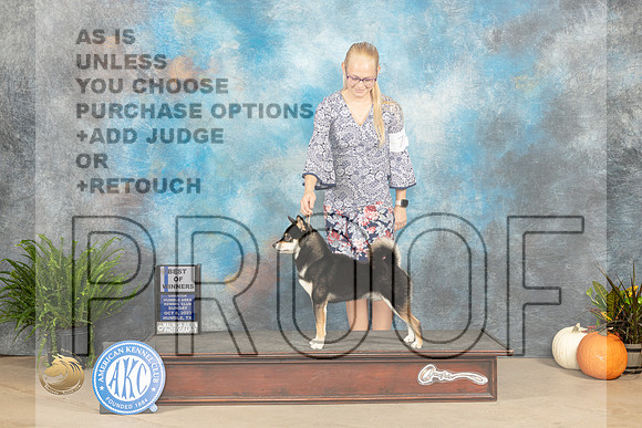 Shiba Inu #7 Sun WDBOW Judge Pamela Peat_JP_7081_Humble2023_HR3