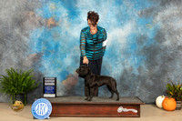 Staffordshire Bull Terrier #8 Sun G4 Judge Steve Keating