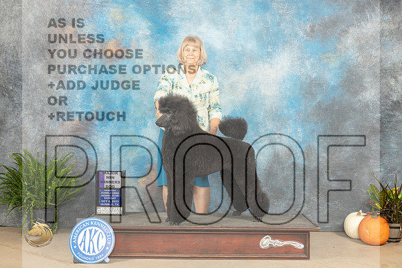 Standard Poodle #15 Sun WD Judge Jon Titus Steele_JP_7354_Humble2023_HR3