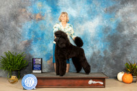 Standard Poodle #24 Sun WB maj Judge Jon Titus Steele