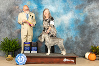 Standard Schnauzer #7 Sun BOBOHBOB Judge David Peat