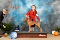 Vizsla #8 Sun BOWBOB Judge Steve Keating