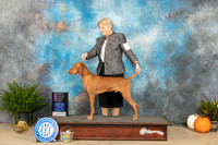 Vizsla #9 Sun OHG1 Judge Angela Pickett