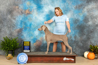 Weimaraner #6 Sun G3 Sun Kim Meredith