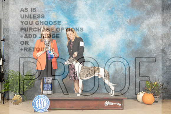 Whippet #19 Sat BOW Judge Angela Pickett_JP_6415_Humble2023_HR3