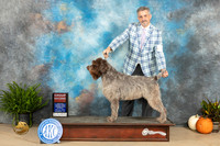 Wirehaired Pointing Griffon #5 Sun G2 Judge Kim Meredith