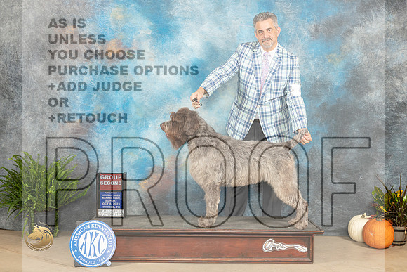 Wirehaired Pointing Griffon #5 Sun G2 Judge Kim Meredith_JP_7472_Humble2023_HR3