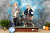 Australian Cattle Dog #5 Sat OHG4 Judge Jon Titus Steele