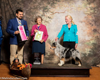 Miniature American Shepherd #9 Sat OHRBIS Jeanie McAdams Judge Joao Machado and Patricia Johnson