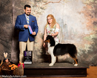Australian Shepherd #16 Sat WB Maj Cangemi Mike Cherri Foster Judge Joao Machado