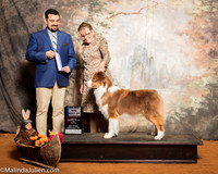Australian Shepherd #7 Sat BOW Maj Durant Patricial AJ Tavares Maggie Pryor Debbie Ken Judge Joao Machado