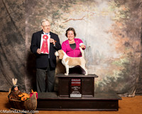 Beagle 13 #12 Sat G2 Austin Mildred Judge Dr Donald Gill