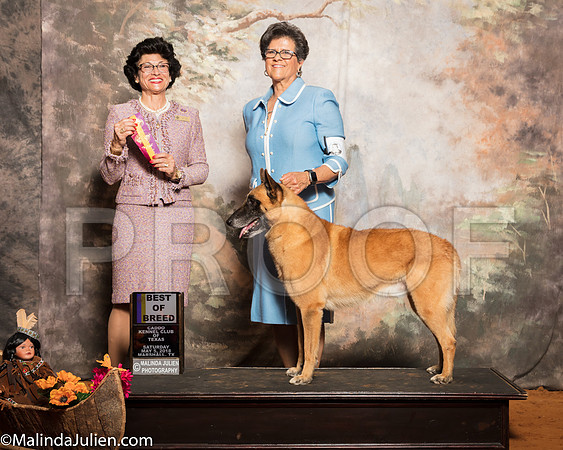 Belgian Malinois #5 Sat BOB OH Hoerster Pamela Judge Linda ClarkSSR_1100-Mj-HR3