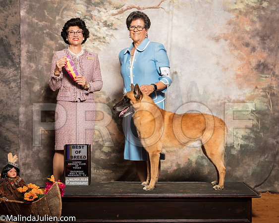 Belgian Malinois #5 Sat BOB OH Hoerster Pamela Judge Linda ClarkSSR_1101-Mj-HR3