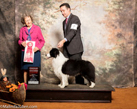 Border Collie #7 Sat G2 Mosing Jennifer Jing Li Judge Patricia Johnson