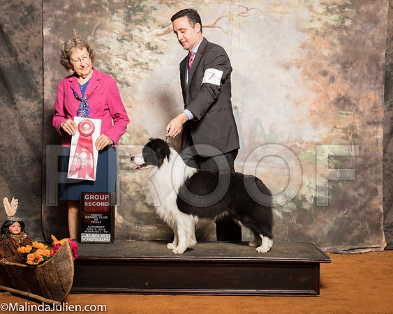 Border Collie #7 Sat G2 Mosing Jennifer Jing Li Judge Patricia JohnsonSSR_1321-Mj-HR3