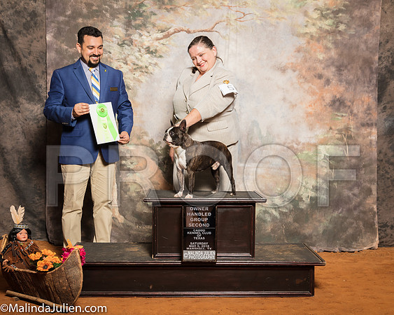 Boston Terrier #5 Sat OHG2 Gates Robin Helen Dunning Judge Joao MachadoSSR_1255-Mj-HR3