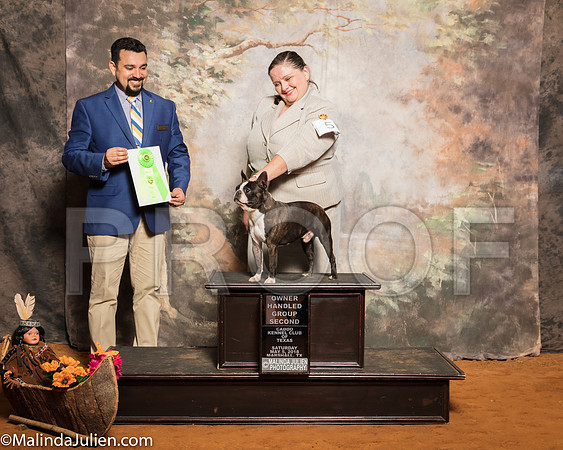 Boston Terrier #5 Sat OHG2 Gates Robin Helen Dunning Judge Joao MachadoSSR_1257-Mj-HR3