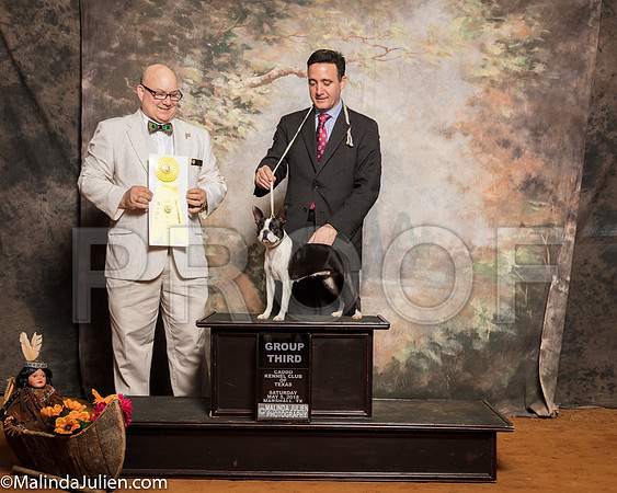 Boston Terrier #6 Sat G3 Mceananey Candice Jami Robert Mangum Judge Bradley JenkinsSSR_1337-Mj-HR3