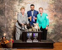 Chihuahua Long #8 Smooth #6 Linda Evans Judge Joao Machado